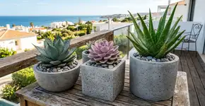 A suculenta que sobrevive à seca, precisa de pouca água e transforma varandas e jardins em ambientes modernos e elegantes