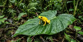 Eles medem entre 2 e 6 centímetros, mas sua pele pode esconder uma das toxinas mais letais do planeta, por isso o “sapo dardo venenoso” é tão temível