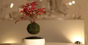 Conheça os bonsais flutuantes