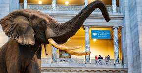 Faça um tour virtual pelos museus mais icônicos dos EUA