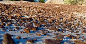 Foto: (Intendência de Rocha/ Ministério de Turismo Uruguai)