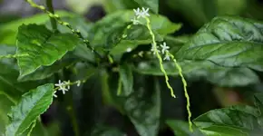 Foto: (Imagem sem texto alternativo disponivel ID [2715082])