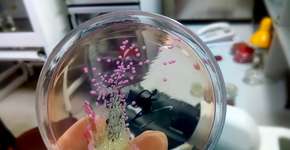 Foto: (Md Saiful Islam Khan/istock)