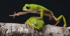 Foto: (Renato Augusto Martins/ WIkimedia Commons)