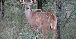 Guia completo para um safári no Kruger Park, na África do Sul