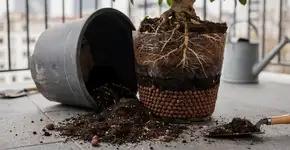 Foto: (Imagem sem texto alternativo disponivel ID [2733226])