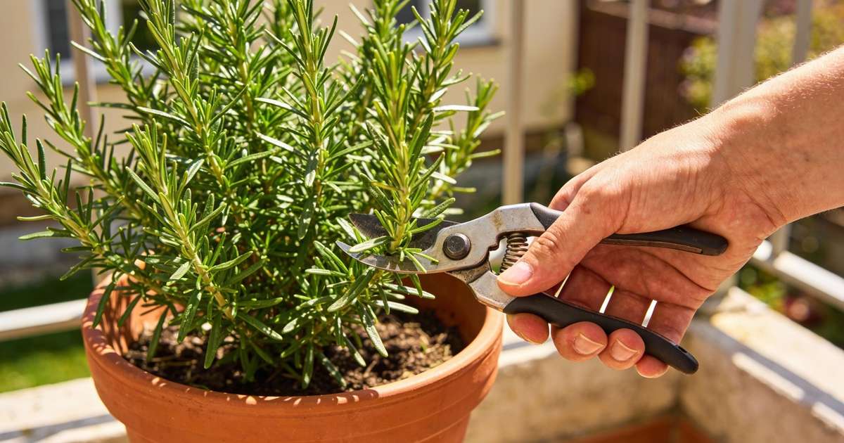 Como podar um alecrim para evitar que ele perca a cor e o aroma no verão