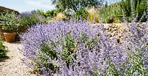 Essa planta de jardim esquecida atrai mais abelhas do que a lavanda e tolera a seca