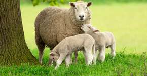 Foto: (Imagem sem texto alternativo disponivel ID [2757663])