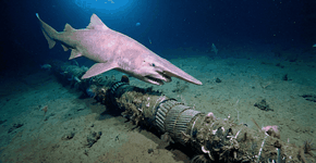 Foto: (Imagem sem texto alternativo disponivel ID [2743695])