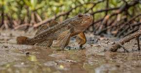 Foto: (Imagem sem texto alternativo disponivel ID [2712099])