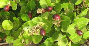 Foto: (Imagem sem texto alternativo disponivel ID [1833453])