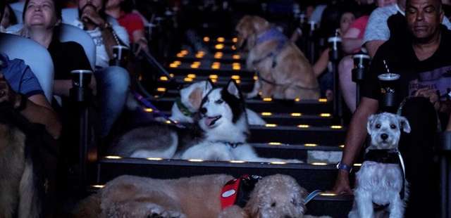 Cinema para cachorro: você e seu ‘doguinho’ juntos em sessão mensal