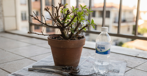 Foto: (Imagem sem texto alternativo disponivel ID [2736298])