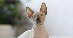 Foto: (Imagem sem texto alternativo disponivel ID [2593068])