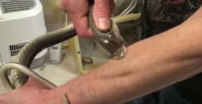 Conheça a história do homem que sobreviveu a veneno de cobras mortais