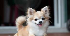 Foto: (Imagem sem texto alternativo disponivel ID [2695164])