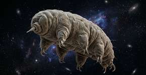 Os tardígrados passaram de ser criaturas minúsculas e extremamente raras para se tornarem verdadeiros guardiões da galáxia, em uma história que combina biologia extrema e proteção planetária