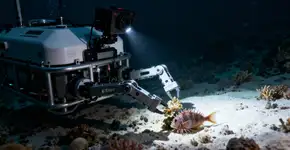 Descoberta de 14 novas espécies a mais de 6 mil metros de profundidade muda como vemos o oceano