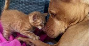 Foto: (Imagem sem texto alternativo disponivel ID [1071702])