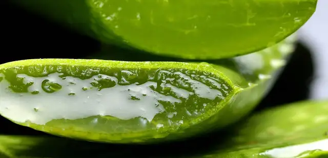 Você conhece suco de babosa? Veja como fazer