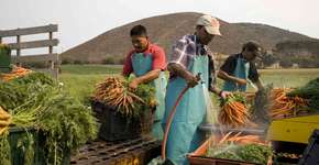 Instituto de Permacultura do Cerrado dá dicas para controlar pragas em hortas orgânicas