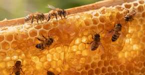 Foto: (Imagem sem texto alternativo disponivel ID [2708479])