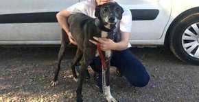 Depois de três anos, cadela sequestrada volta para casa de tutora