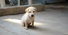 Este é o pior erro que você pode cometer com seu cachorro, segundo um especialista