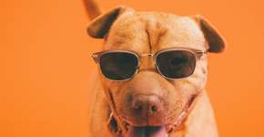 Foto: (Imagem sem texto alternativo disponivel ID [1140743])