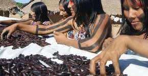 Projeto conecta produtores da Amazônia com empresas e consumidor