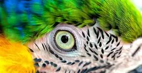 WWF-Brasil faz balanço sobre proteção da biodiversidade no país