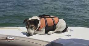 Cão é resgatado após passar três horas em alto mar