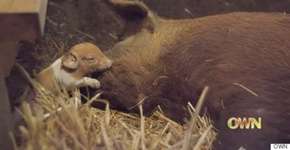 Foto: (Imagem sem texto alternativo disponivel ID [1868015])