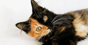 Foto: (Imagem sem texto alternativo disponivel ID [1188386])