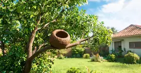 Se você encontrar um ninho de barro de um joão-de-barro construído em sua casa ou jardim, nós lhe diremos o que isso significa e por que é algo bom de verdade