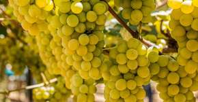 Foto: (Divulgação)