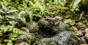 Foto: (Imagem sem texto alternativo disponivel ID [2765152])