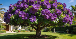 Foto: (Imagem sem texto alternativo disponivel ID [2684057])