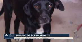 Cachorro é salvo por montanhista após ficar 8 dias preso em pedra
