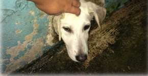 Bombeiros salvam cachorro arteiro que ficou preso em buraco