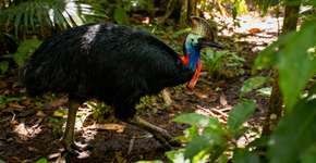 Essa ave gigante não voa, mas corre rápido e se defende com chutes poderosos