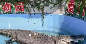 Visitantes atiram pedras em um crocodilo em zoológico na China