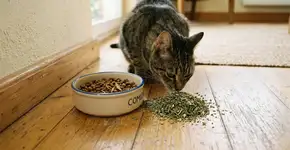 Quem tiver um comedouro para gatos é incentivado a adicionar um item natural a ele