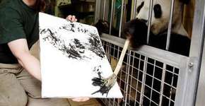 Urso panda é explorado para pintar quadros em zoo na Áustria