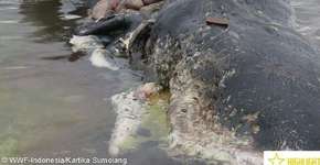 Baleia é encontrada morta com 6 kg de plástico no estômago