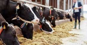 Relatório sobre mudanças climáticas incentiva dieta vegana