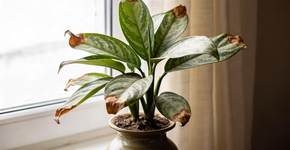 Foto: (Imagem sem texto alternativo disponivel ID [2726388])