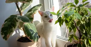 12 plantas tóxicas para cães e gatos que muita gente tem em casa sem saber