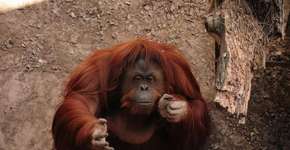 Foto: (Imagem sem texto alternativo disponivel ID [778890])